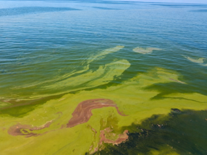 Fenomena perubahan warna air laut di pesisir Desa Jikotamo, Dermaga Jojame, dan Anggai, Kecamatan Obi, Kabupaten Halmahera Selatan, menjadi hijau pekat bercampur noda kecokelatan. 